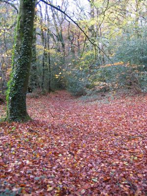 Leafy_Carpet_09.JPG