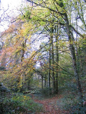 Woodland_Peace_097E0.JPG